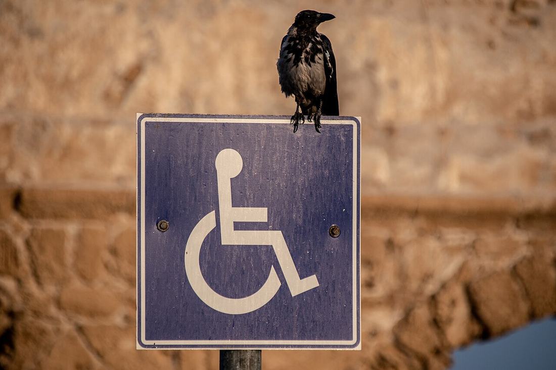 Placa de vaga acessível com um pássaro pousado
